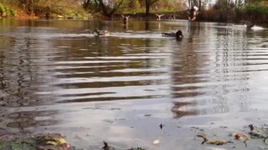 Göldeki vahşi ördekler. Yavaş çekim videosu.