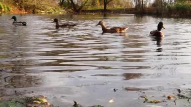 Göldeki vahşi ördekler. Yavaş çekim videosu.