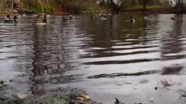 Göldeki vahşi ördekler. Yavaş çekim videosu.