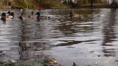 Göldeki vahşi ördekler. Yavaş çekim videosu.