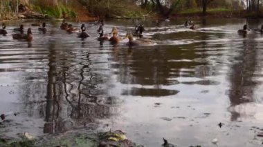 Göldeki vahşi ördekler. Yavaş çekim videosu.