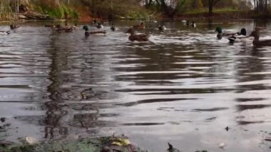 Göldeki vahşi ördekler. Yavaş çekim videosu.