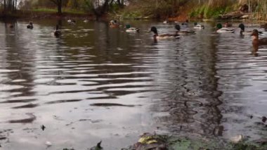 Göldeki vahşi ördekler. Yavaş çekim videosu.