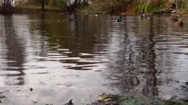 Göldeki vahşi ördekler. Yavaş çekim videosu.