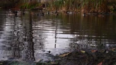 Göldeki vahşi ördekler. Yavaş çekim videosu.