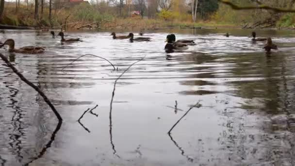 Wild Ducks Lake Slow Motion Video — стоковое видео