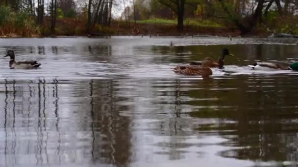 Patos Salvajes Lago Cámara Lenta Vídeo — Vídeos de Stock