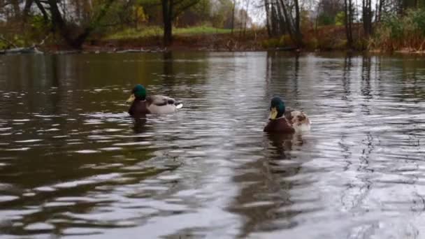 Wild Ducks Lake Slow Motion Video — стоковое видео