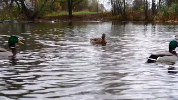 Wild Ducks Lake Slow Motion Video — стоковое видео