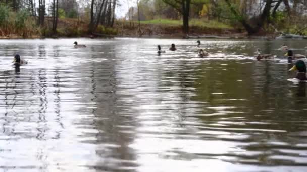 Patos Selvagens Lago Slow Motion Vídeo — Vídeo de Stock