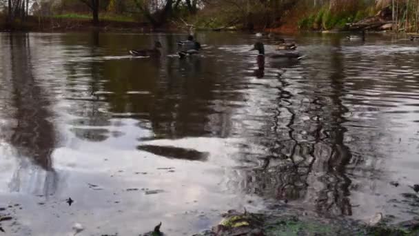 Patos Salvajes Lago Cámara Lenta Vídeo — Vídeos de Stock