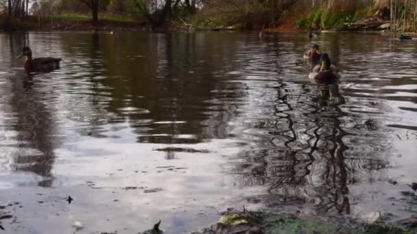 Дикі Качки Озері Повільне Відео Руху — стокове відео