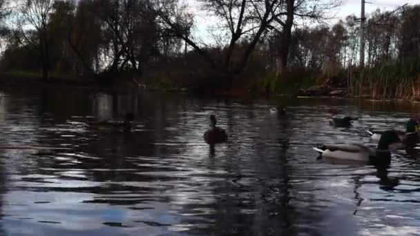호수에 오리들 Slow 비디오 — 비디오