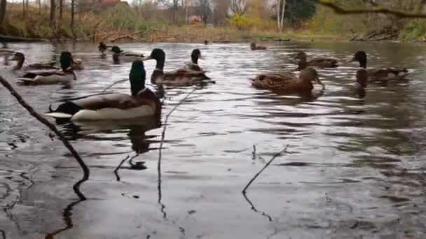 Wild Ducks Lake Slow Motion Video — стоковое видео
