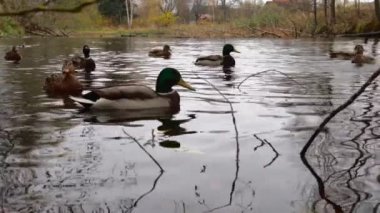 Göldeki vahşi ördekler. Yavaş çekim videosu.