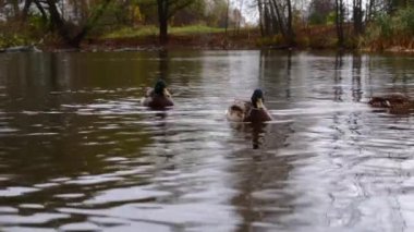 Göldeki vahşi ördekler. Yavaş çekim videosu.