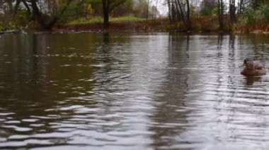 Göldeki vahşi ördekler. Yavaş çekim videosu.