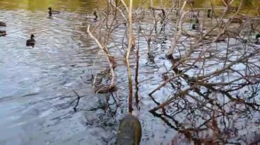 Göldeki vahşi ördekler. Yavaş çekim videosu.