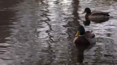 Göldeki vahşi ördekler. Yavaş çekim videosu.