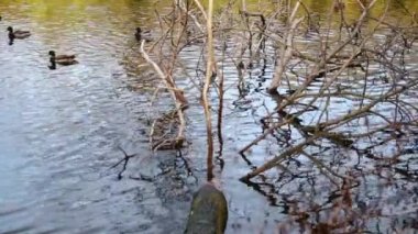 Göldeki vahşi ördekler. Yavaş çekim videosu.