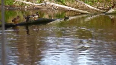 Göldeki vahşi ördekler. Yavaş çekim videosu.