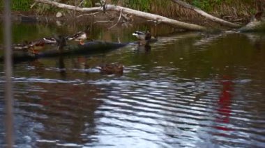 Göldeki vahşi ördekler. Yavaş çekim videosu.
