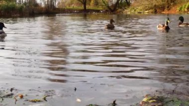 Göldeki vahşi ördekler. Yavaş çekim videosu.