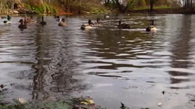 Göldeki vahşi ördekler. Yavaş çekim videosu.