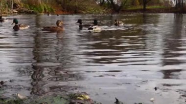 Göldeki vahşi ördekler. Yavaş çekim videosu.