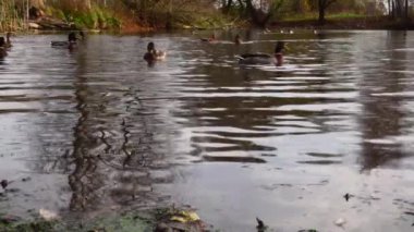 Göldeki vahşi ördekler. Yavaş çekim videosu.