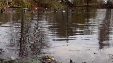 Göldeki vahşi ördekler. Yavaş çekim videosu.