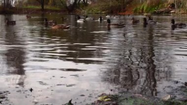 Göldeki vahşi ördekler. Yavaş çekim videosu.