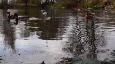 Göldeki vahşi ördekler. Yavaş çekim videosu.