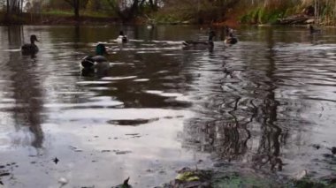 Göldeki vahşi ördekler. Yavaş çekim videosu.