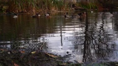 Göldeki vahşi ördekler. Yavaş çekim videosu.