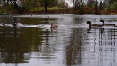Göldeki vahşi ördekler. Yavaş çekim videosu.