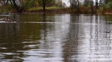 Göldeki vahşi ördekler. Yavaş çekim videosu.