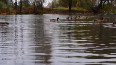 Göldeki vahşi ördekler. Yavaş çekim videosu.
