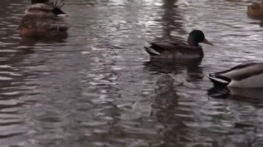 Göldeki vahşi ördekler. Yavaş çekim videosu.