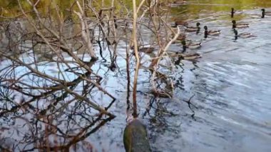 Göldeki vahşi ördekler. Yavaş çekim videosu.
