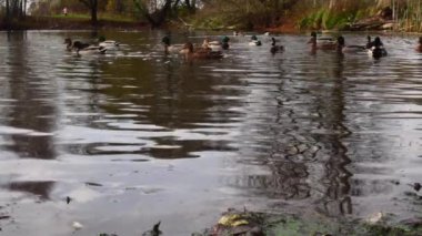 Göldeki vahşi ördekler. Yavaş çekim videosu.