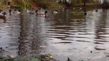 Göldeki vahşi ördekler. Yavaş çekim videosu.