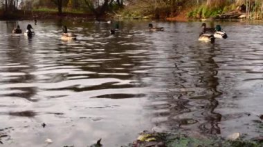 Göldeki vahşi ördekler. Yavaş çekim videosu.