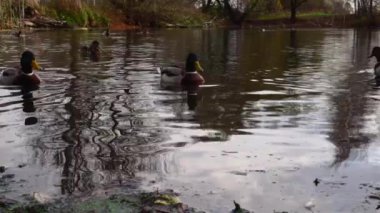 Göldeki vahşi ördekler. Yavaş çekim videosu.
