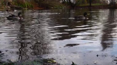 Göldeki vahşi ördekler. Yavaş çekim videosu.