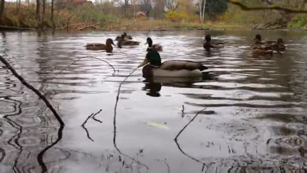 Wild Ducks Lake Slow Motion Video — стоковое видео