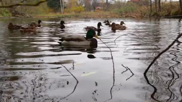 Wild Ducks Lake Slow Motion Video — стоковое видео