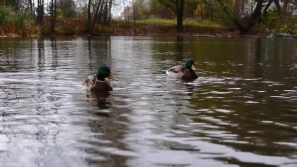 Wild Ducks Lake Slow Motion Video — стоковое видео