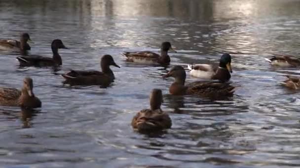 Patos Salvajes Lago Cámara Lenta Vídeo — Vídeo de stock