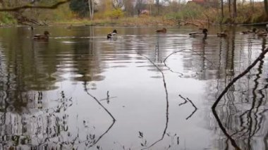 Göldeki vahşi ördekler. Yavaş çekim videosu.